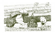 衡星坊生態(tài)大米品牌視覺設(shè)計(jì)