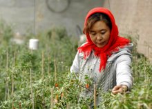 寧夏枸杞，你了解多少？相成設(shè)計分享